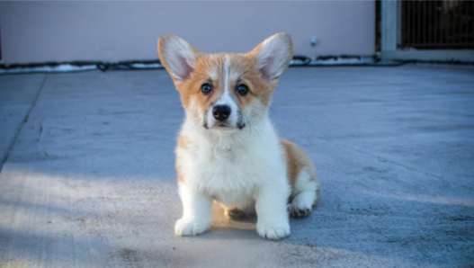 How an Online Puppy Class Builds Early Obedience, Focus, and Confidence