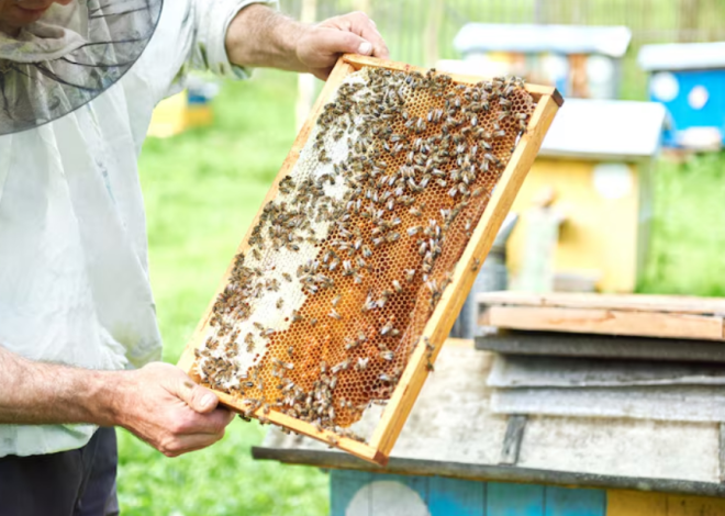 How Bee Relocation Services Help You Remove Hives Safely From Your Property