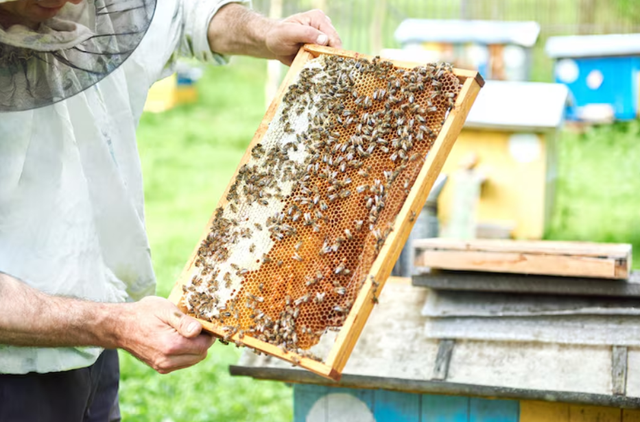 How Bee Relocation Services Help You Remove Hives Safely From Your Property