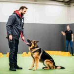 Professional Dog Trainer: What Good Training Really Looks Like