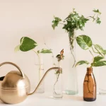 Propagation Station Ideas for Cuttings, Jars, and Small Plants