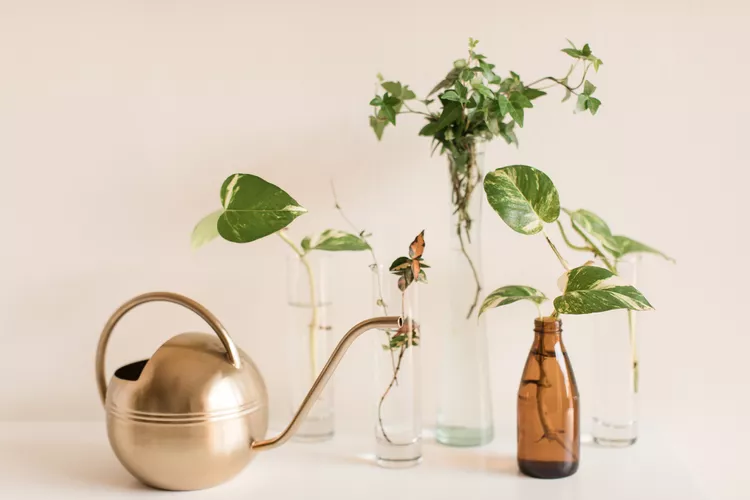 Propagation Station Ideas for Cuttings, Jars, and Small Plants